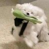 叫我懒懒大王 的头像