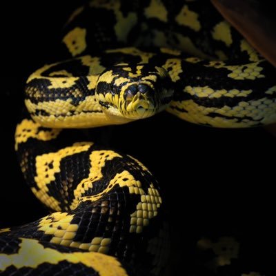 The Origin 古荘智彬's profile picture