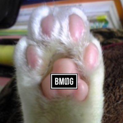 charmypompom's profile picture
