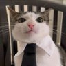 business cat profil fotoğrafı