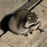 Raccoon Resident's profile picture