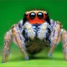 Ankebutmen profil fotoğrafı