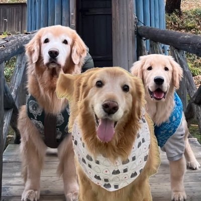 おとぼけレトリバー りく＆かい&はる's profile picture