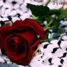 Profilbild von يمني هوكة