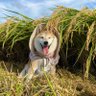 ゆうひ's profile picture