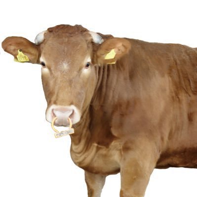 eatsweetBEEF's profile picture