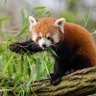 Animal World 2019 profil fotoğrafı