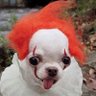 @sobruna.sky.social's profile picture