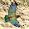 kea@005 profil fotoğrafı