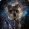 Voiddog 的头像