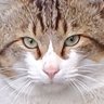 Zaniataning profil fotoğrafı