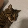 めーたんむーたんの、母ちゃん(親馬鹿は世界にはびこる profil fotoğrafı