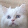 filiz's profile picture