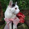 G.R.A CHARLOTTE ABIGAIL KARTAZEN's profile picture