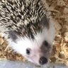 Profilbild von MISO-R