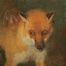 Profilbild von Fox