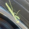 Greene Dick's profile picture