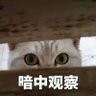 南风's profile picture
