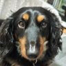 お犬様 profil fotoğrafı