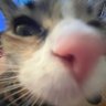 Akeno profil fotoğrafı