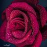 Фото профиля Ayşegül Ot