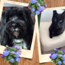 Benji the Tibetan🌈8/3/22 Lucy the cat 27/11/22 profil fotoğrafı
