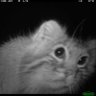 חויא's profile picture