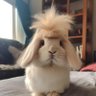 潦草rabbit's profile picture