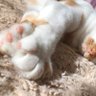 ねこねこみー 的头像