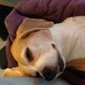 Beagle Fan's profile picture