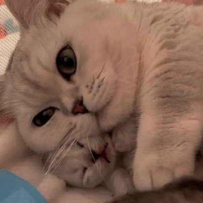 Tanaïs🙏🙏🌅♒️⛩'s profile picture
