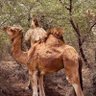 Profilbild von ابو بشار الحويطي