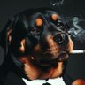 Profilbild von Human