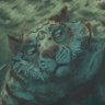 Azul de tigre ∅'s profile picture
