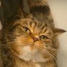 Profilbild von hongxiu
