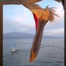 Tontería's profile picture
