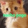 Profilbild von nachopogo