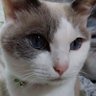 猫のぷー太郎日記 profil fotoğrafı