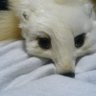 ちょろぎ 的头像