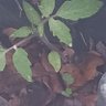 Profilbild von Jardinero
