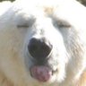 Фото профиля Shirokuma from Naniwa