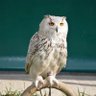 🦉CriticalThinking🕳🐇 的头像