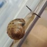 dalpeng 🐌🍉🕯 profil fotoğrafı