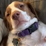 Brittany Dawg's profile picture
