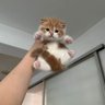 🐈 的头像
