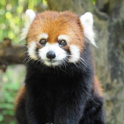 Zenfx007's profile picture