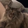Profilbild von cat