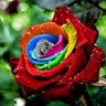 mohammad reza's profile picture
