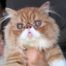 Gianfranco Todaro🎂🍰🍭🧁's profile picture