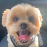 TheHappyYorkie 的头像